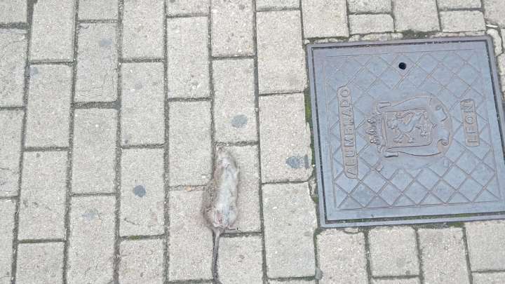 Se mantiene la aparición de ratas muertas en el centro de León