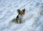 Two-thirds of dogs, including chihuahuas, have wolf DNA: scientists