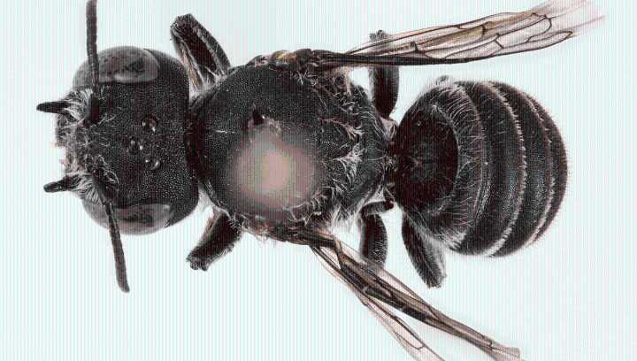 New Species Of "Lucifer" Bee With Tiny Little Devil Horns Is First In This Group Discovered In 20 Years