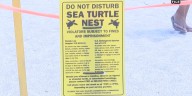 Green sea turtle no longer endangered