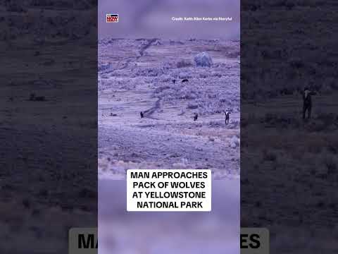 WATCH: Man approaches pack of wolves at Yellowstone National Park