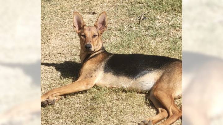 Shepherd mix Emma is a friendly, active girl ready for a new home