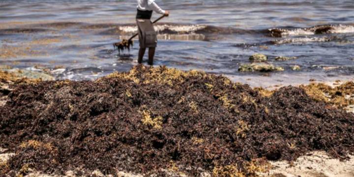 Pese a problemas por crisis de turismo y críticas por condicionar acceso a playas, Quintana Roo está casi libre de sargazo