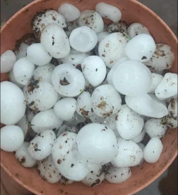 Rosario de Lerma: Por el granizo, un productor tabacalero perdió su producción