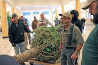 Capital Hotel’s annual Christmas tree raising is a labor of love