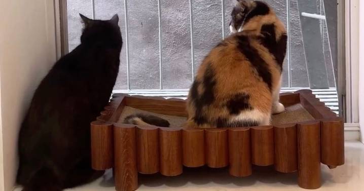 Kittens get their own miniature flat after couple turn their home into huge cat playground