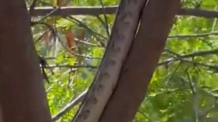 Aparece enorme serpiente y causa terror en primaria de Nuevo León