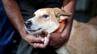 SC orders removal of stray dogs from hospitals, schools, railways and bus stations