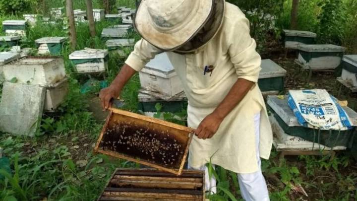 Indian farmers are ‘renting’ bees. The cost is stinging