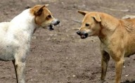Karnataka govt announces Rs 5 lac compensation for deaths caused by stray dog attacks