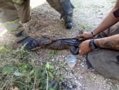 Sorprende a vecinos cocodrilo em el fraccionamiento Jardines de Bonampak de Cancún