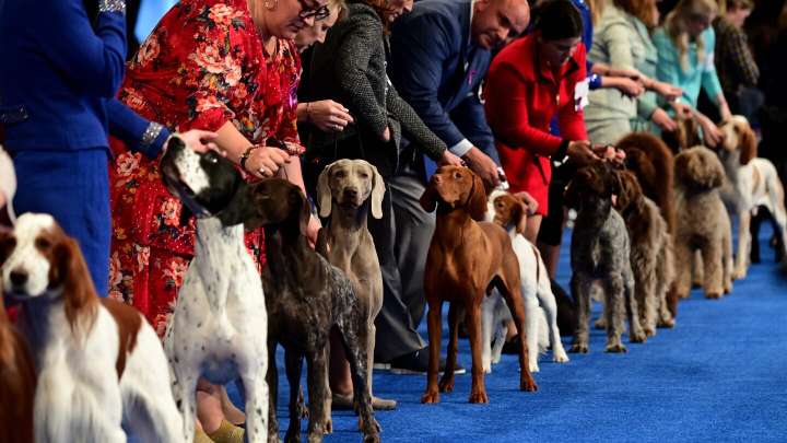 Full list of breeds by group at the 2025 National Dog Show