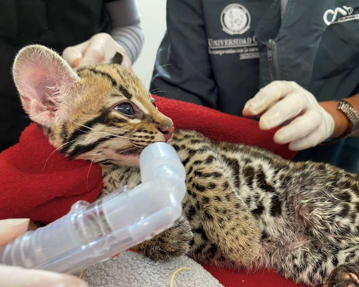 La historia de una ocelote que preparan para regresarla a su hábitat