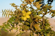 Este año se 'desplomó' hasta un 80% la producción de nuez en San Pedro