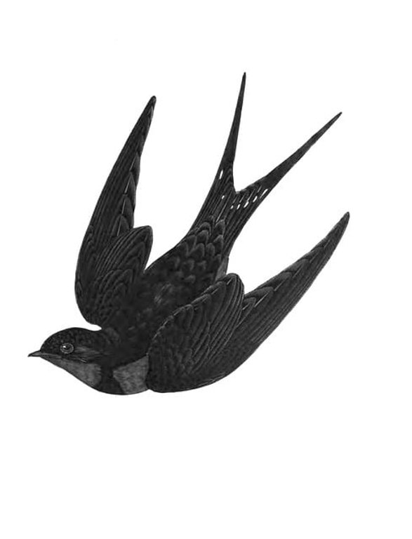 Nation’s migratory birds increasingly considering just not coming back, study shows