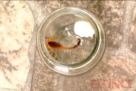 Alacranes en el hogar: el calor como factor desencadenante y cómo prevenir accidentes