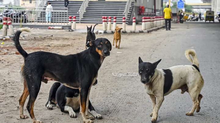 SC to pass order on stray dogs’ case on Nov 7