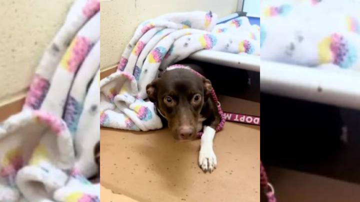Heartbreaking Moment For California Shelter Dog When She Realizes Her Day Of Fun Is Over