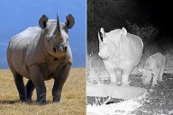 Conservationists Confirm Birth of Critically Endangered Black Rhino in the Wild