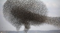 ¿Por qué los estorninos forman esas grandes bandadas en el cielo?