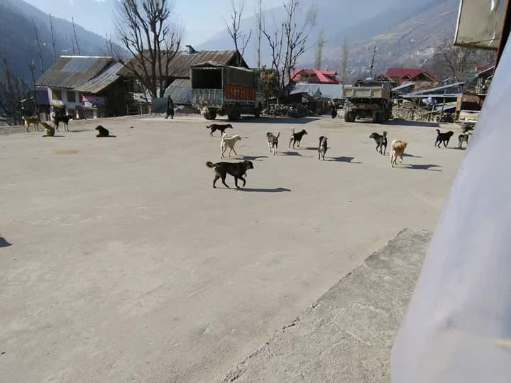 Stray Dog Threat Alarms Bemina Residents