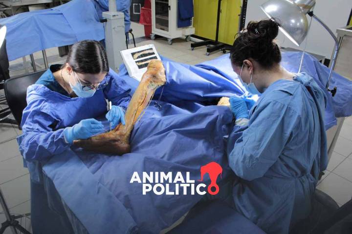 Donar el cuerpo como legado final: una segunda vida para la ciencia