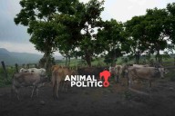 México y EU revisan avances contra gusano barrenador; planean nuevas estrategias para su combate