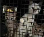 2 women charged after children, animals found in North Alabama home covered in urine, feces