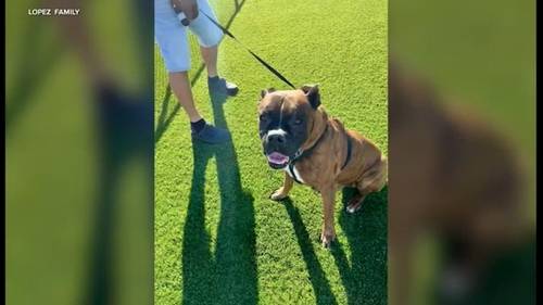 Covina woman's dog killed after burglars ransack home, taking jewelry, mementos and money