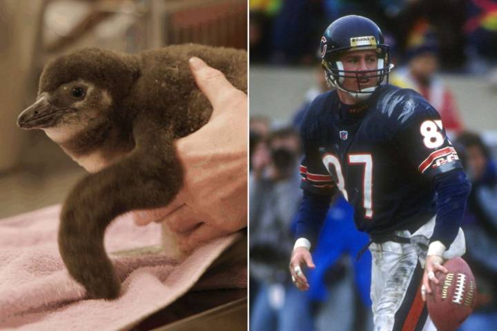 Chicago Zoo Named Its New Baby Penguin After Famed Former Chicago Bears Wide Receiver