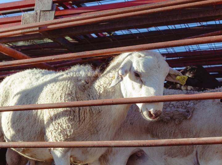 Entrega Godezac paquetes de especies menores a familias rurales de la región sur