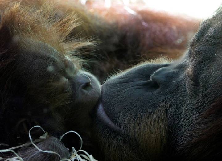 First kiss was 20 million years ago by early primates, scientists say