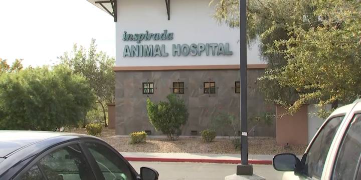 Las Vegas Valley veterinarian speaks about dog found in trash bag
