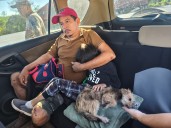 Tras accidente, Guardia Estatal resguarda a mascota y la reúne con su familia