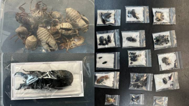 Chinese uni student fined $35,000 after trying to smuggle 125 Australian insects and spiders out of the country