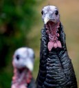 A century in, Virginia’s turkey industry is a top producer nationwide