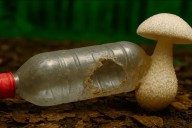 Descubren un hongo que “come” plástico y podría ayudar a limpiar el planeta