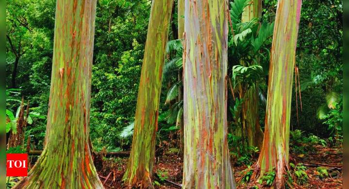 Rainbow Eucalyptus: The trees in this Philippine forest look straight out of an alien movie