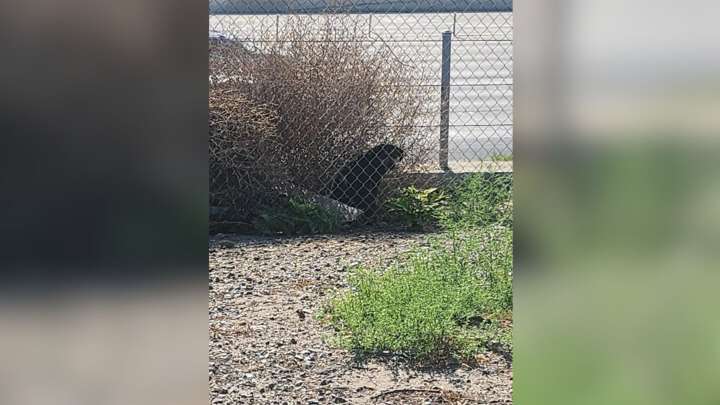 California Rescue Teams Save Abandoned Pup Near Freeway, Giving Hope And A New Beginning