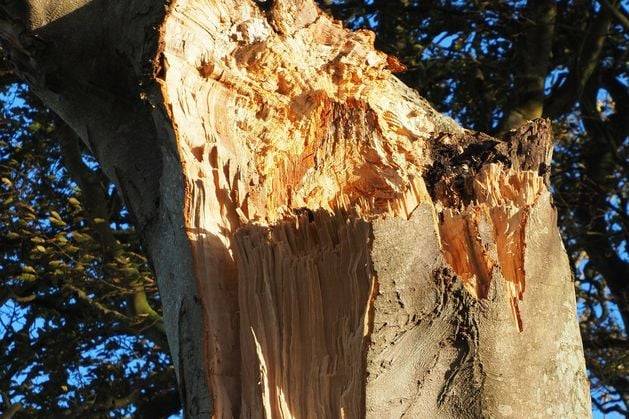 Campaigner warns ‘serious injury or fatality’ inevitable as Dark Hedges faces further decay