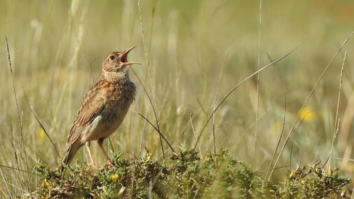 Alertan de que este ave está al borde de la extinción en Albacete