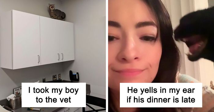 There’s A Group Where People Share Pics Of Cats Meowing So Loud You Can Almost Hear These Images (30 Pics)