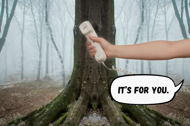 Why an Old Landline Phone Could Show Up in the Kentucky Backwoods