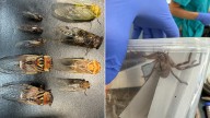 International student, 22, fined $35,000 for trying to smuggle insects and spiders out of Australia