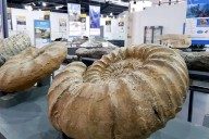 Día del Paleontólogo: Destacan el rol científico y educativo en la provincia