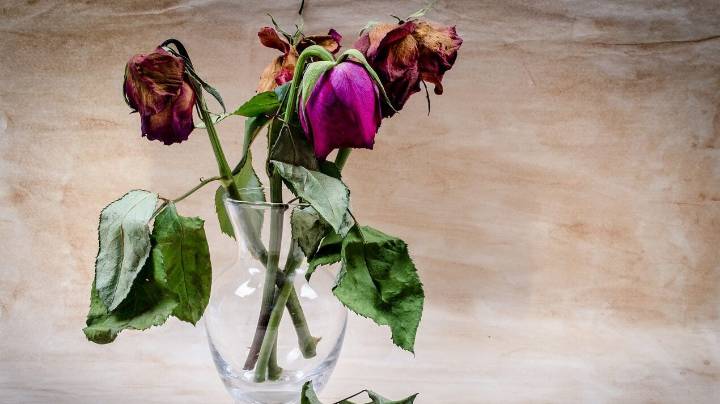 Mennonite Men Clamour to Buy Discount Flowers Two Days After Valentine’s Day