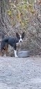 Puppy Left Behind In California Wilderness Battles Hunger And Danger Before Any Help Arrives