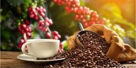 Producción de café aumentó 55% en Venezuela