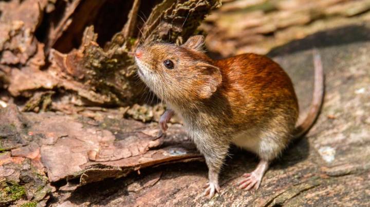 Confirmaron un caso de hantavirus en Bariloche: un hombre de 43 años está internado