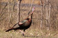 Turkeys thriving in Illinois thanks to rocket nets, otters